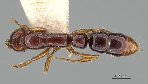 Myopias papua specimen CASENT0922248 image casent0922248_1