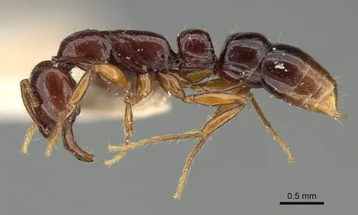Myopias papua specimen CASENT0922248 image casent0922248_3