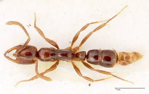 Myopias santschii specimen FOCOL1011 image focol1011_1