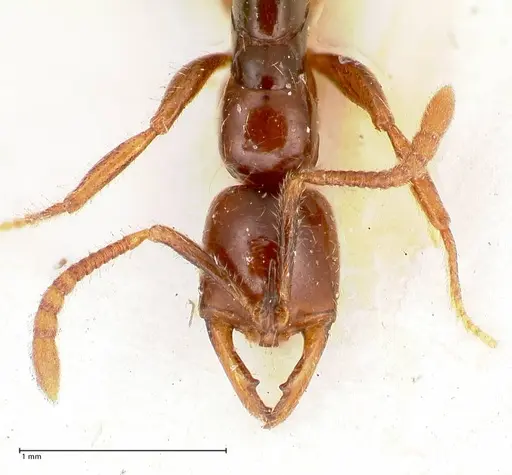 Myopias santschii specimen FOCOL1011 image focol1011_2