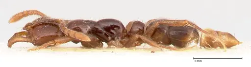Myopias santschii specimen FOCOL1011 image focol1011_3