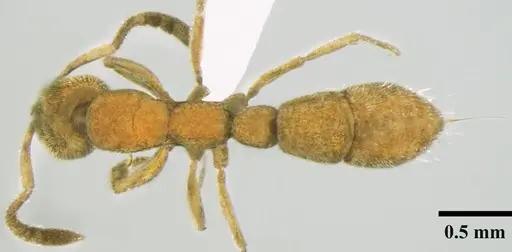 Myopias shivalikensis specimen ANTWEB1008035 image antweb1008035_1