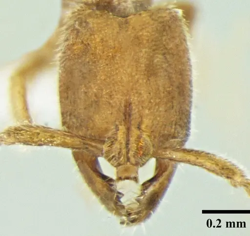 Myopias shivalikensis specimen ANTWEB1008035 image antweb1008035_2