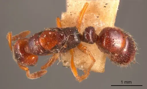 Myopias tasmaniensis specimen ANTWEB1008359 image antweb1008359_1