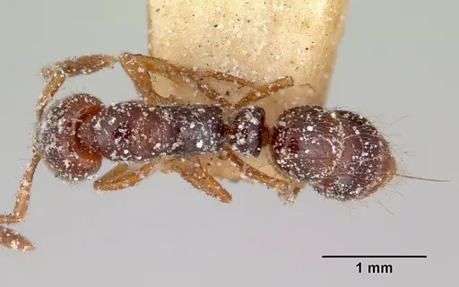 Myopias tasmaniensis specimen CASENT0172088 image casent0172088_1