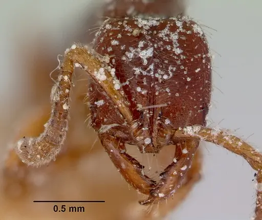 Myopias tasmaniensis specimen CASENT0172088 image casent0172088_2