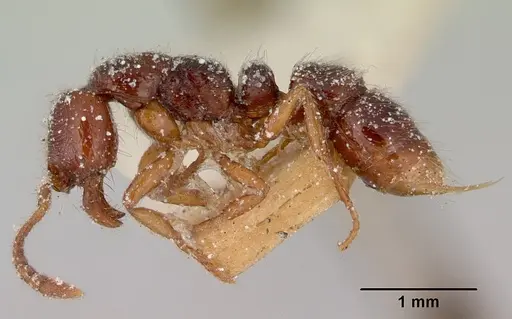 Myopias tasmaniensis specimen CASENT0172088 image casent0172088_3
