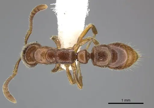 Myopias tasmaniensis specimen CASENT0270594 image casent0270594_1