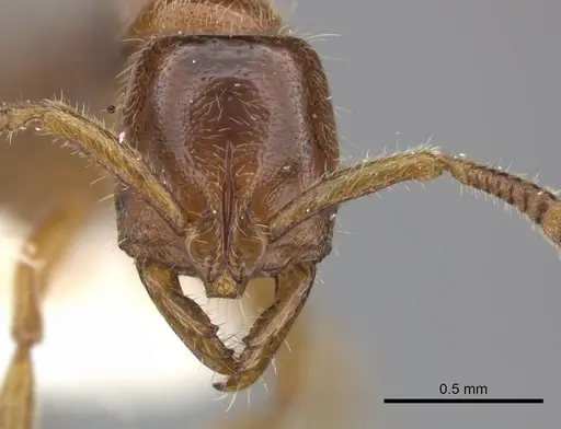 Myopias tasmaniensis specimen CASENT0270594 image casent0270594_2