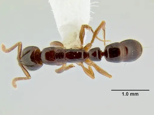 Myopias tenuis specimen CASENT0106254 image casent0106254_1