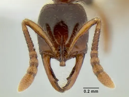Myopias tenuis specimen CASENT0106254 image casent0106254_2
