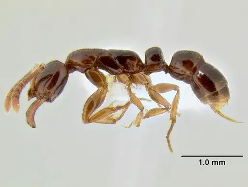Myopias tenuis specimen CASENT0106254 image casent0106254_3