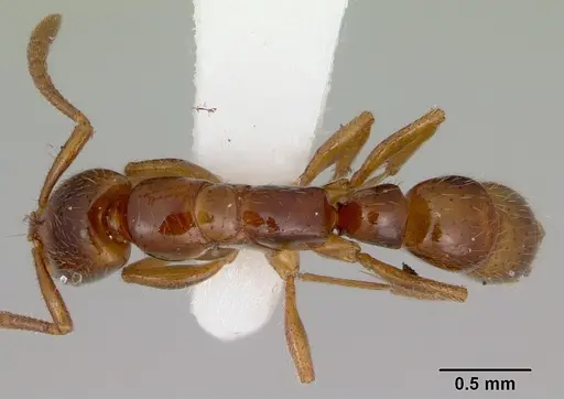 Myopias tenuis specimen CASENT0172095 image casent0172095_1