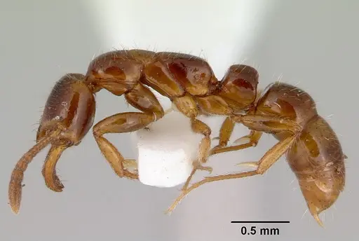 Myopias tenuis specimen CASENT0172095 image casent0172095_3