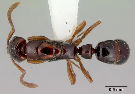 Myopias tenuis specimen CASENT0172096 image casent0172096_1