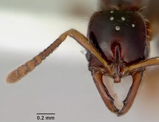 Myopias tenuis specimen CASENT0172096 image casent0172096_2