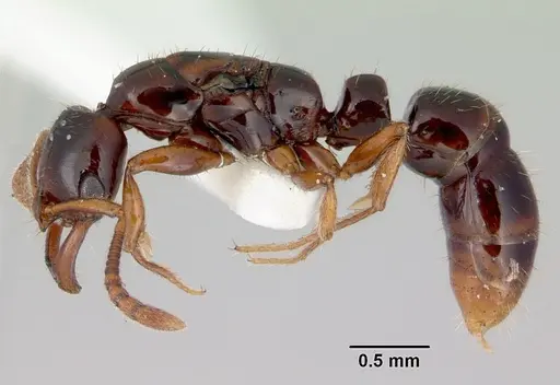 Myopias tenuis specimen CASENT0172096 image casent0172096_3