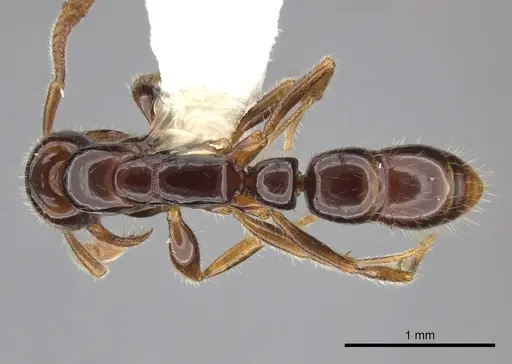 Myopias tenuis specimen CASENT0270595 image casent0270595_1