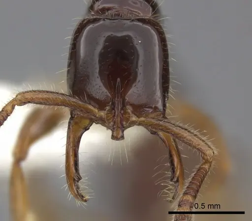 Myopias tenuis specimen CASENT0270595 image casent0270595_2