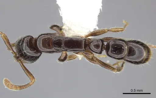 Myopias tenuis specimen CASENT0270596 image casent0270596_1