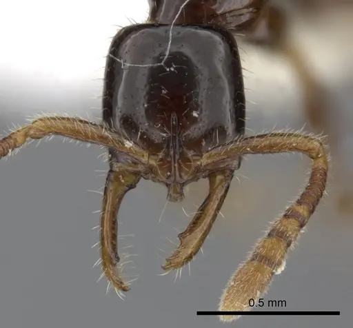 Myopias tenuis specimen CASENT0270596 image casent0270596_2