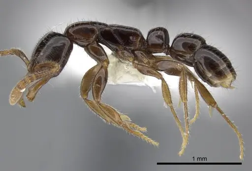 Myopias tenuis specimen CASENT0270596 image casent0270596_3
