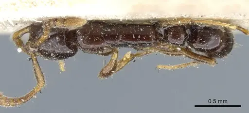 Myopias tenuis specimen CASENT0903925 image casent0903925_1