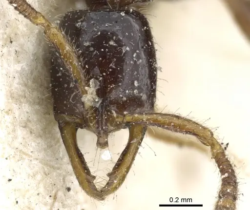 Myopias tenuis specimen CASENT0903925 image casent0903925_2