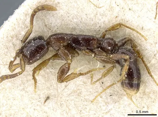 Myopias tenuis specimen CASENT0903925 image casent0903925_3