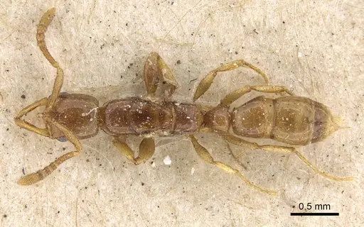 Myopias tenuis specimen CASENT0922431 image casent0922431_1