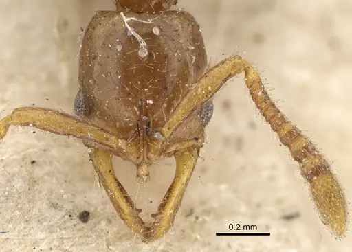 Myopias tenuis specimen CASENT0922431 image casent0922431_2