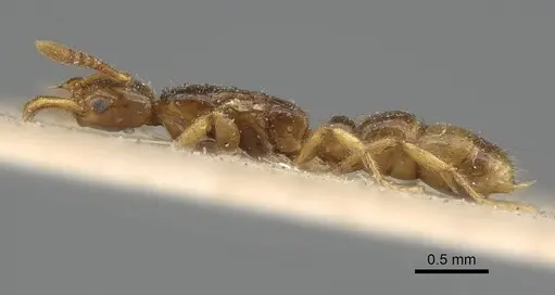Myopias tenuis specimen CASENT0922431 image casent0922431_3