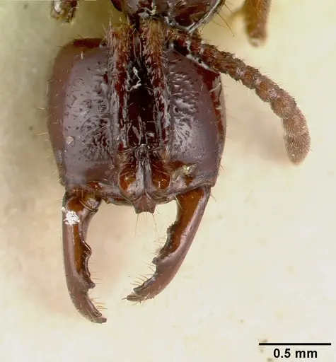 Myopias trumani specimen CASTYPE06990 image castype06990_2
