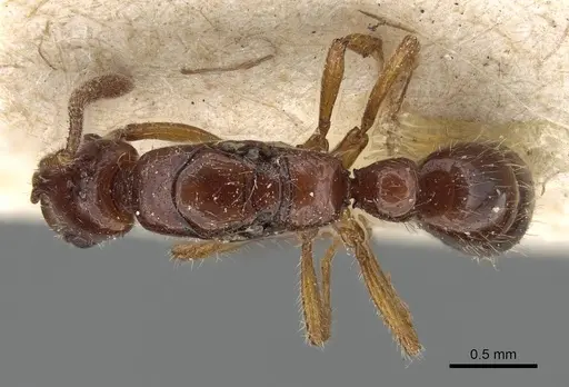 Myopias xiphias specimen CASENT0922249 image casent0922249_1
