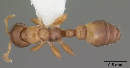 Myrcidris epicharis specimen CASENT0010810 image casent0010810_1