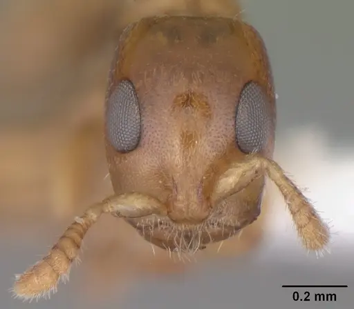 Myrcidris epicharis specimen CASENT0010810 image casent0010810_2