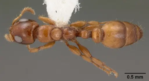 Myrcidris epicharis specimen CASENT0102130 image casent0102130_1