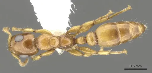Myrcidris epicharis specimen CASENT0902837 image casent0902837_1