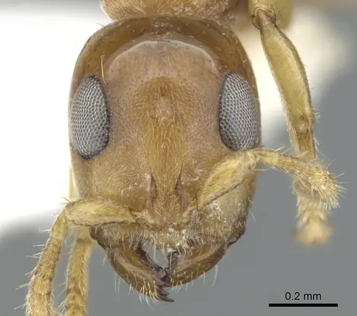 Myrcidris epicharis specimen CASENT0902837 image casent0902837_2