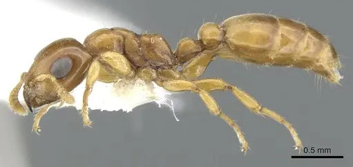 Myrcidris epicharis specimen CASENT0902837 image casent0902837_3
