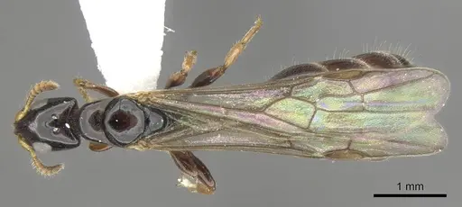 Myrcidris epicharis specimen CASENT0902838 image casent0902838_1