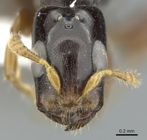 Myrcidris epicharis specimen CASENT0902838 image casent0902838_2