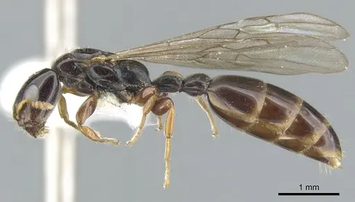 Myrcidris epicharis specimen CASENT0902838 image casent0902838_3