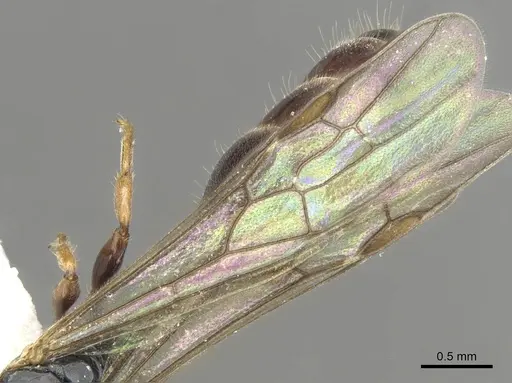 Myrcidris epicharis specimen CASENT0902838 image casent0902838_4