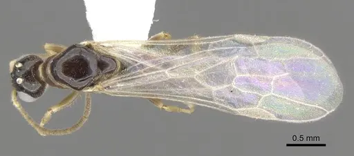 Myrcidris epicharis specimen CASENT0902839 image casent0902839_1