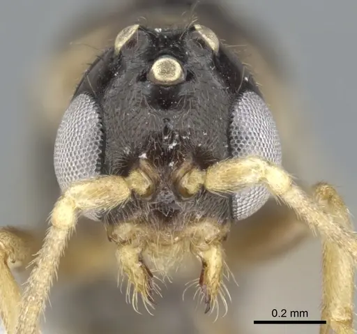 Myrcidris epicharis specimen CASENT0902839 image casent0902839_3