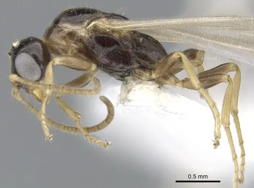 Myrcidris epicharis specimen CASENT0902839 image casent0902839_4