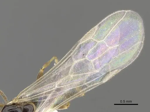Myrcidris epicharis specimen CASENT0902839 image casent0902839_5