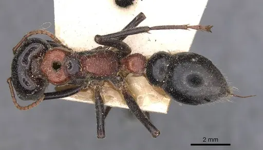 Myrmecia aberrans specimen CASENT0907073 image casent0907073_1