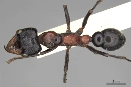 Myrmecia aberrans specimen CASENT0914029 image casent0914029_1